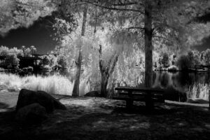 LS Bench, Willow Tree 590 to 720,IR Levels,B&W adj. scaled